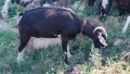 продавам дойна  коза , снимка 4