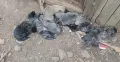Продавам тигрови кангали , снимка 1