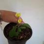Стайно Цвете Исусов Венец, снимка 8