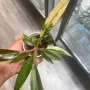 Philodendron Caramel Marble Variegata, снимка 1
