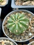 Кактус  Matucana Polzii, снимка 5