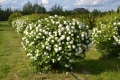 🩷🌿🌸 Калина „Снежна топка“ (Viburnum opulus ‘Roseum’ / “Boule de Neige”), снимка 4