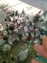 Катунски петлета, снимка 1