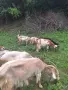 5 броя кози и т броя ярета, снимка 4