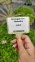 Хортензия Месалина, Hydrangea Messаlina  за сянка !, снимка 8