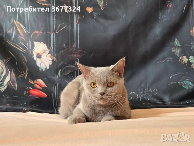 Шотландски котета , снимка 3 - Британска късокосместа - 55415316