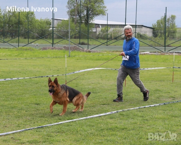 Женска немска овчарка с дълъг косъм от развъдник , снимка 12 - Немска овчарка - 54174191