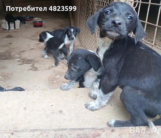 Продавам малки кученца, снимка 3 - Курцхаар - 54494072
