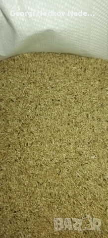 Продавам канарено отвято семе 