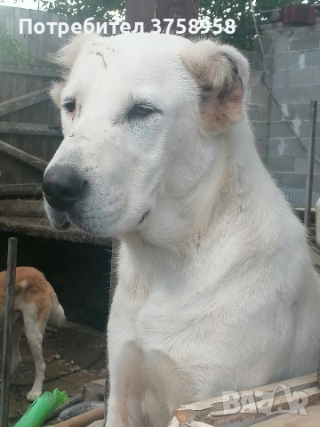 продавам алабаи , снимка 9 - Алабай - 54395622