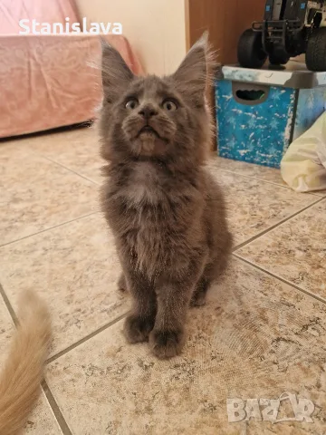 котенца Мейн Куун, снимка 4 - Мейн кун - 55670869