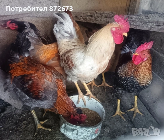 Млади домашни петли 