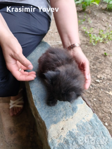 Коте женско, снимка 5 - Други - 54839155