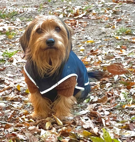 Йорки Ръсел, снимка 12 - Йоркширски териер - 54221299