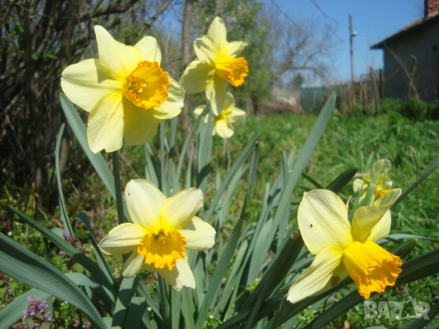Жълт нарцис (Narcissus)