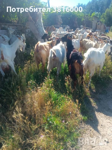 Продавам 70 бр. Дойни кози, снимка 3 - Кози - 55048299