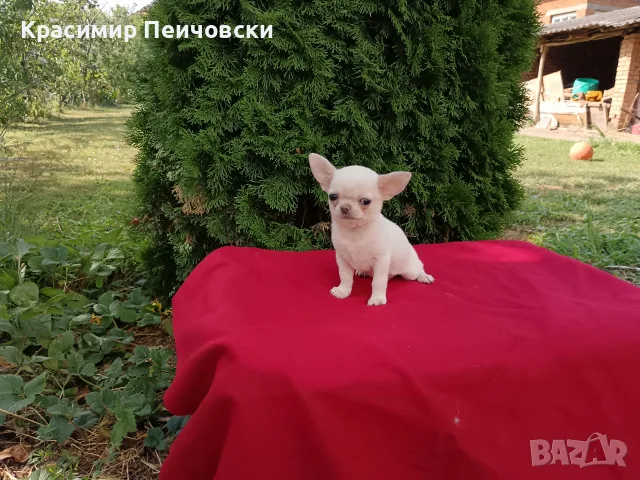 женско чихуахуа. 