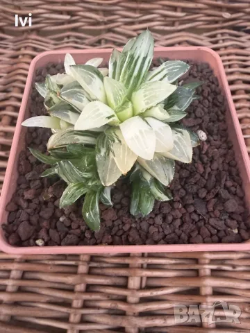 Рядка Вариегатна Хавортия (Haworthia retusa f. variegata) – Колекционерска