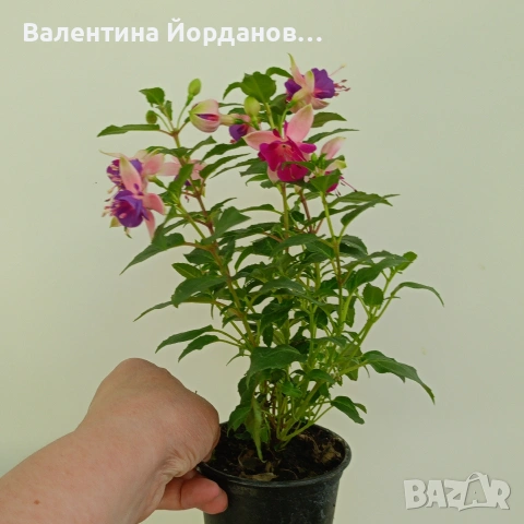 фуксия два цвята , снимка 2 - Стайни растения - 54729458