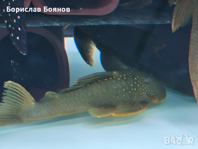 pleco, снимка 6 - Рибки - 54176529
