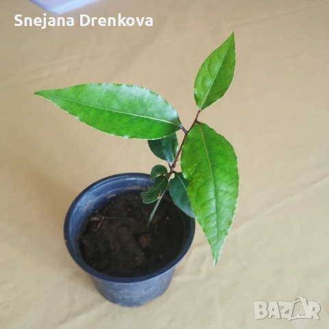 Дафинов лист