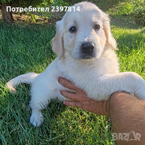 Голдън ретривър МЪЖКО , снимка 6 - Голдън ретривър - 55008971