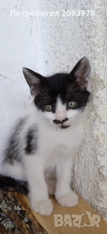 Котета на 3 месеца, снимка 2 - Други - 54895604
