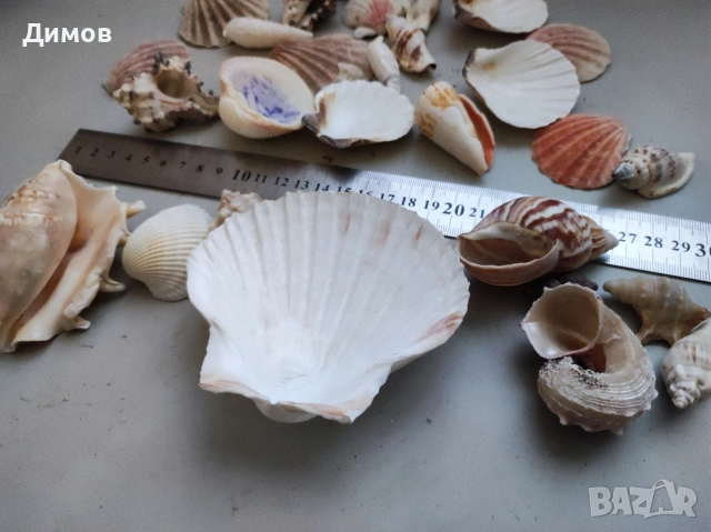 Лот раковина рапан мида декорация аквариум, снимка 2 - Други - 54035939