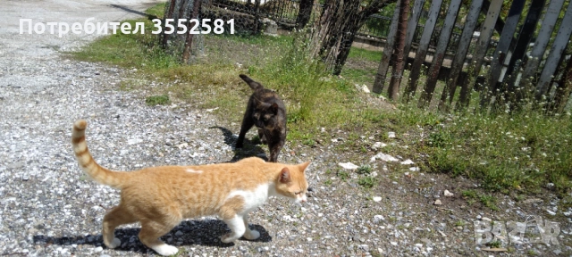 Подарявам малко женско котенце , снимка 3 - Други - 51834481