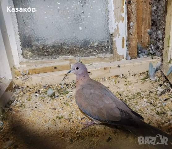 Търся женска сенегалска