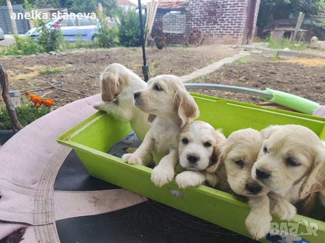 Продават се кокер шпаньоли, снимка 2 - Кокер шпаньол - 49042795
