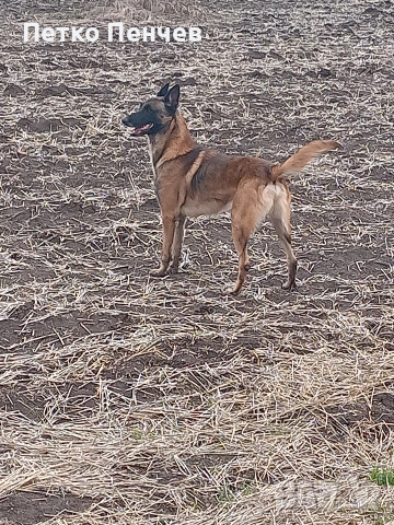 белгийска овчарка малиноа, снимка 5 - Белгийска овчарка - 54305738