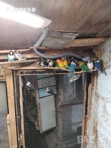 Продавам неразделки/маскови и фишер/.