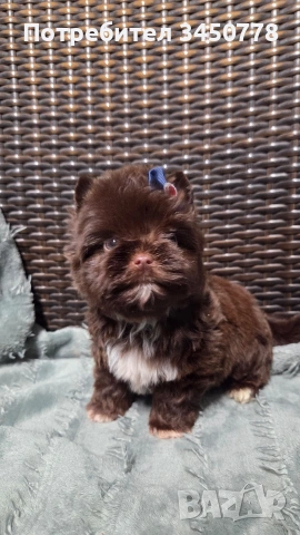 Мини шоколадов йорк момче, снимка 2 - Йоркширски териер - 54310291