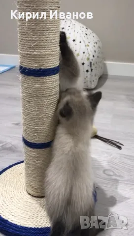 Малко Сиамско Коте, снимка 3 - Сиамска - 55468860