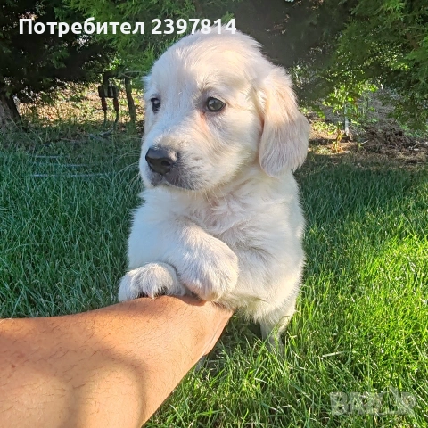 Голдън ретривър МЪЖКО , снимка 5 - Голдън ретривър - 55008971