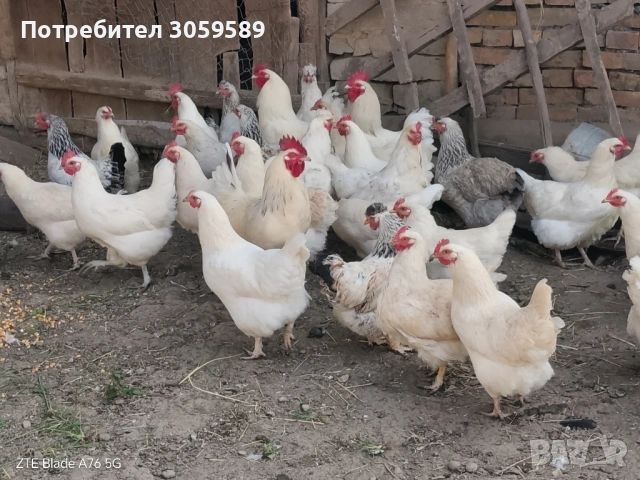 Кокошки бяло брезе, снимка 2 - Кокошки и пуйки - 54529106