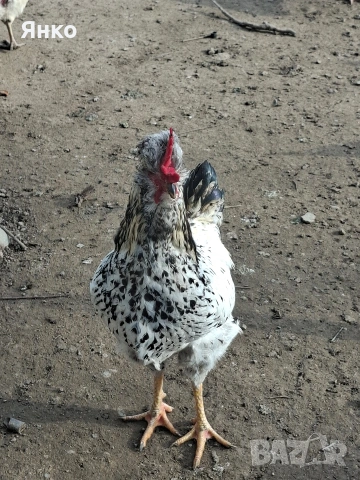 Петли, снимка 4 - Кокошки и пуйки - 54186401