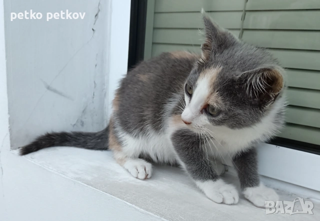 Подарявам малко котенце, снимка 4 - Други - 55010344