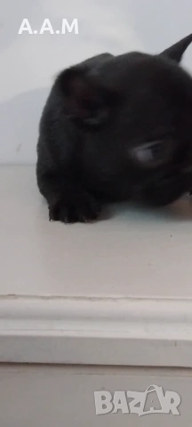 Черна  френска принцеса, снимка 6 - Френски булдог - 54112649