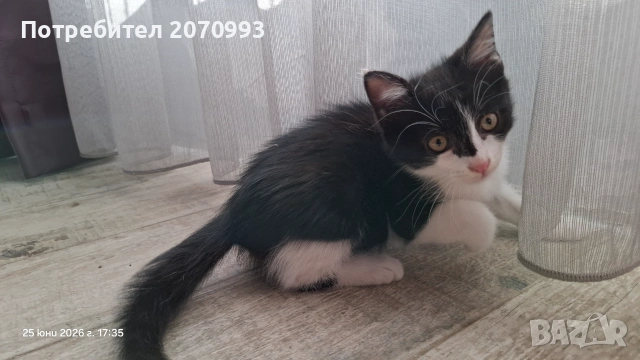 Подарявам коте, снимка 5 - Други - 55072037