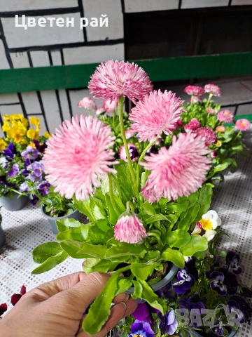 Парички 2€брой саксия , снимка 11 - Градински цветя и растения - 54222972