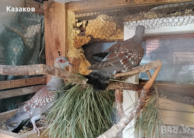 Продавам /заменям/ двойка гвинейски гълъби