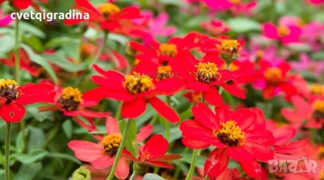 Zinnia angustifolia / Циния нискостеблена, снимка 4 - Градински цветя и растения - 54651092