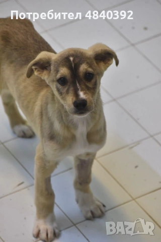 Rescue puppy, снимка 5 - Други - 54699590
