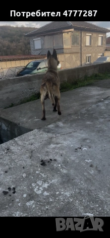 Малинуа микс, само женски , снимка 5 - Белгийска овчарка - 54108154