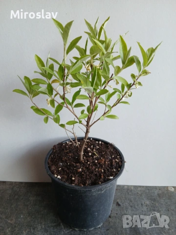 Есенна маслина , снимка 8 - Градински цветя и растения - 54244702