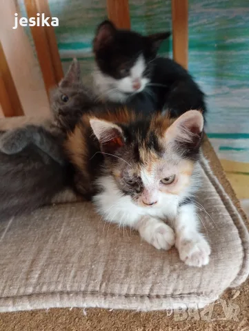 Подарявам малки котенца на 2 месеца , снимка 3 - Други - 55403061
