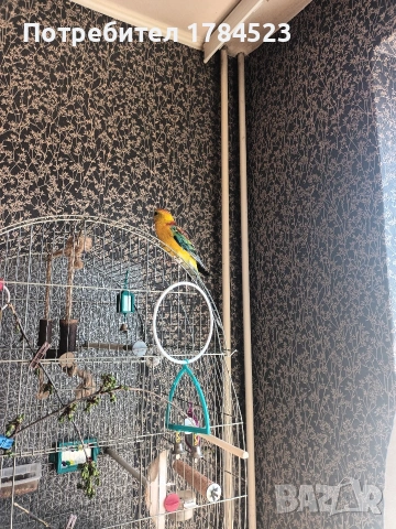 Поен мъжки папагал , снимка 7 - Папагали - 54329122