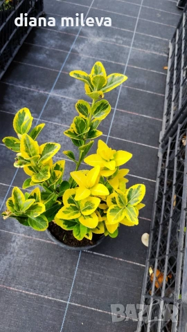Евонимус Ауреа, Euonymus Japonica Aurea, снимка 9 - Градински цветя и растения - 54458056